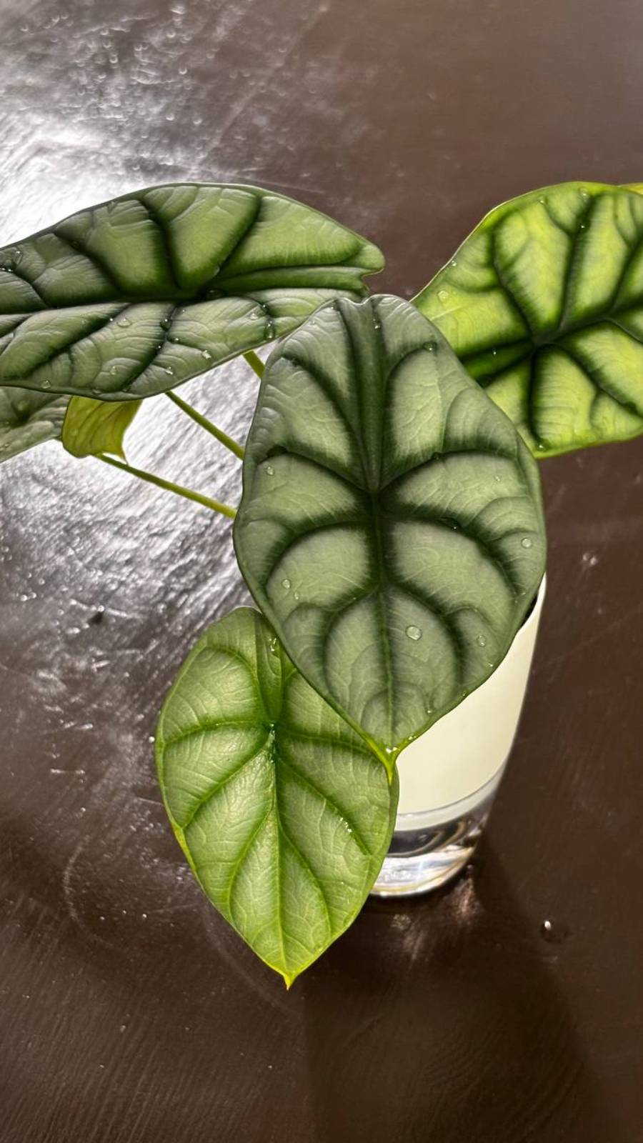 Как я купаю свои алоказии смотреть онлайн