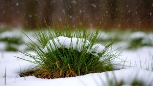 Песня 2025 Федор Тютчев — Зима недаром злится