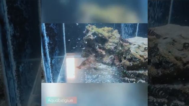 Aquabelgium #babyloniazeylanica #kuekenthali #zebrassoma #kauderni lineatus смотреть онлайн
