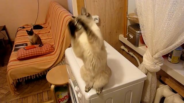 My honey funny cat смотреть онлайн