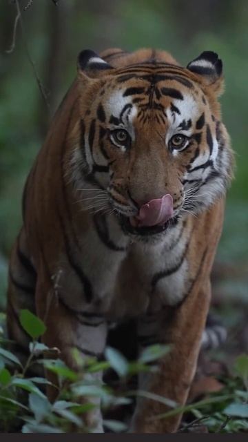 Look into my eyes 🐯# wildlife photography#jugliboy#naturephotograpy#tiger#safari# смотреть онлайн