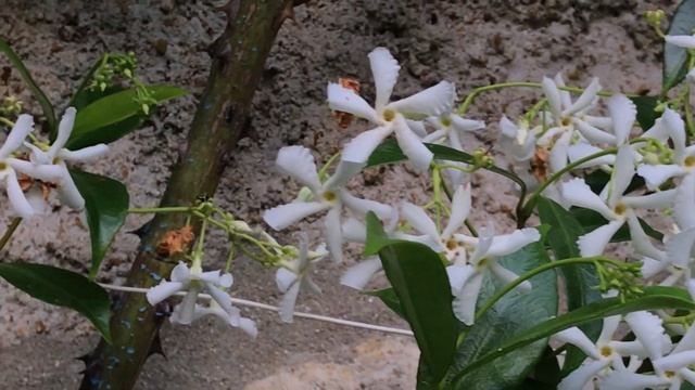 Jasmin étoilé ou Jasmin des Indes 'Trachelospermum jasminoides' Feuillage coriace et solide смотреть онлайн