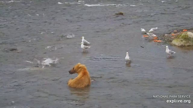 Медведи Катмай. Рыбы много - Katmai bears. There are a lot of fish смотреть онлайн