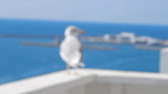 Чайка пришла на балкон гостиницы в Сочи смотреть онлайн