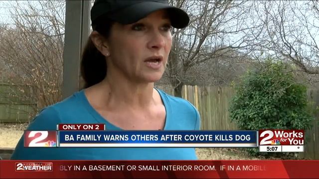 Coyote jumps fence, steals, then kills family dog смотреть онлайн