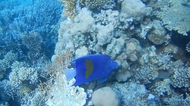 Ryba z odwróconym logo Afryki, ustniczek cętkowany (Arabian angelfish) смотреть онлайн