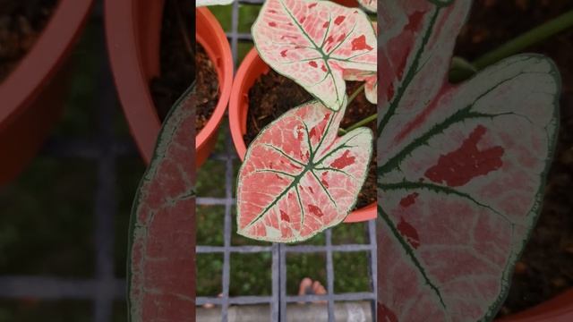 Caladium Strawberry Star
