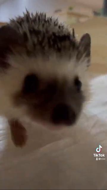 КАКОЕ ЖИВОТНОЕ ИДЕАЛЬНО ПОДОЙДЁТ ДЛЯ НОВИЧКА??? #shorts смотреть онлайн