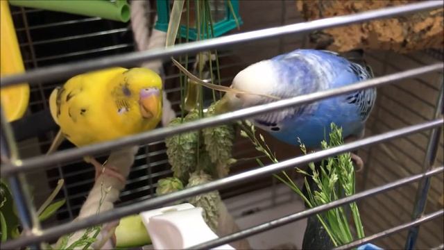 セキセイインコ　ウマウマ、カナリークサヨシ（カナリーシード）勝手に生えてきた　ぴよ＆アイ смотреть онлайн