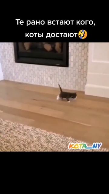 #short котята бегут кушать #video смотреть онлайн