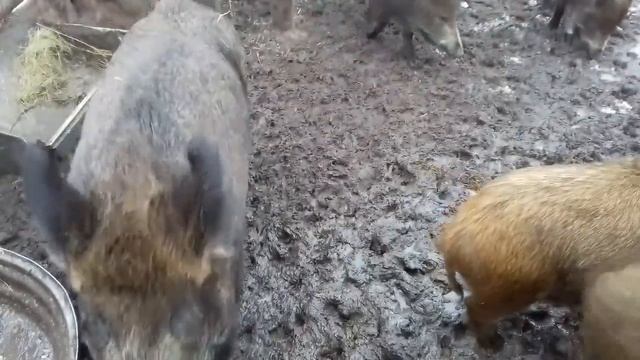 Агата Кристи