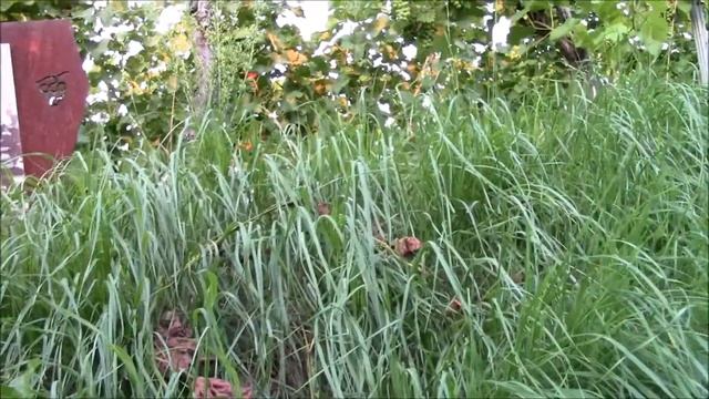 виноградники в Фельбах, Штутгарт Германия смотреть онлайн