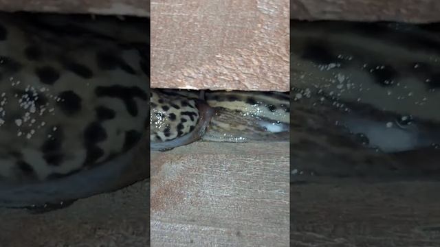 šliužai смотреть онлайн