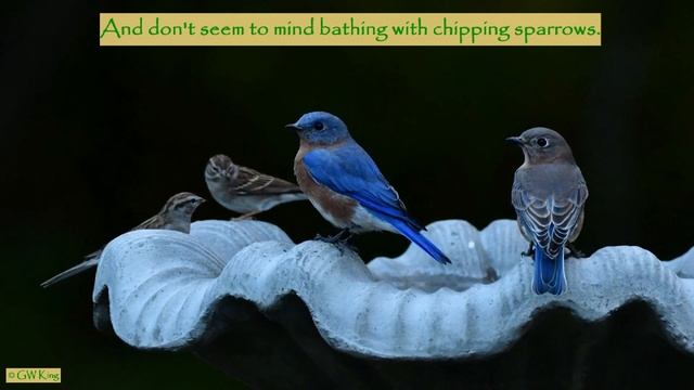 Very Blue Eastern Bluebirds Visit the Birdbath; Bluebirds; Eastern Bluebird Behavior; Sialia sialis смотреть онлайн