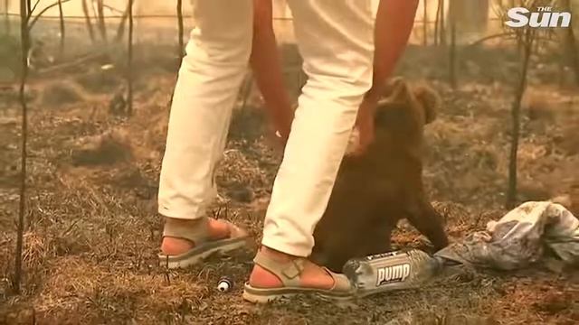 Woman saves scorched koala from Australia bushfires... смотреть онлайн