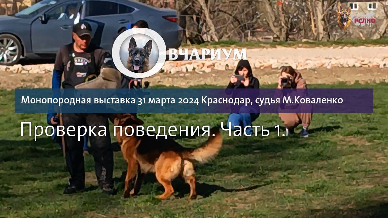 Проверка поведения ч.1 / КЧК КРАСНОДАР 31 марта`24 М.Коваленко Моно немецких овчарок
