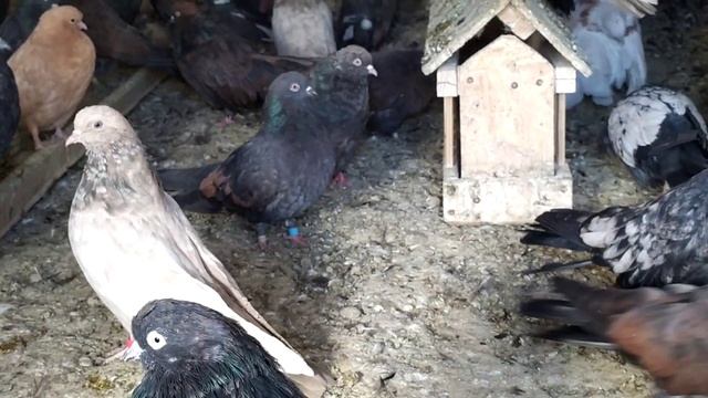 Кировоградские голуби. смотреть онлайн