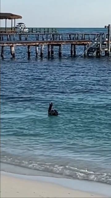 Пеликан охотится #пеликан #pelicano #pelican смотреть онлайн