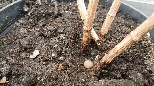 Smallholding Diaries Week 3 смотреть онлайн