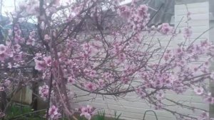 Цветёт персик , А на днях появились первые цветы.