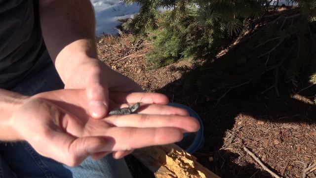 Eastern Eyed Click Bug and Wood-Boring Larvae (4K) - Episode 11 смотреть онлайн