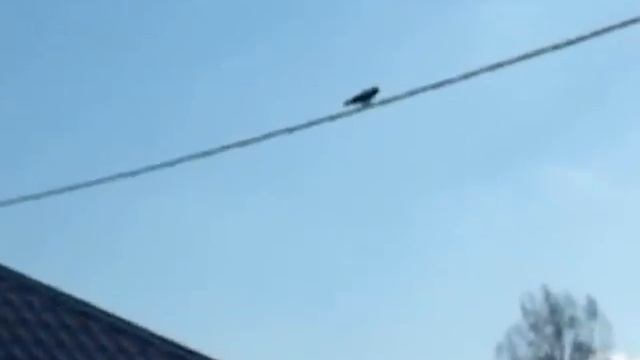 Хаски Венецию облаяла ворона. смотреть онлайн