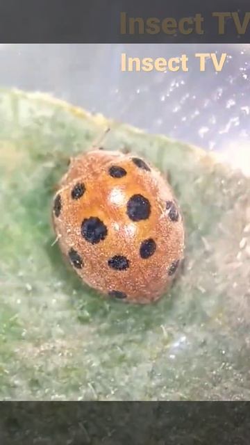The melon ladybird beetle (Chnootriba elaterii) смотреть онлайн