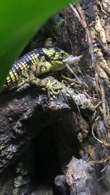 MOC Reptiles: male Abronia taeniata feeding смотреть онлайн