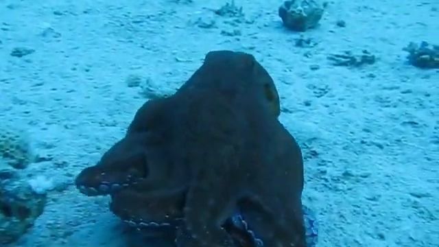 Осьминожка 1 смотреть онлайн