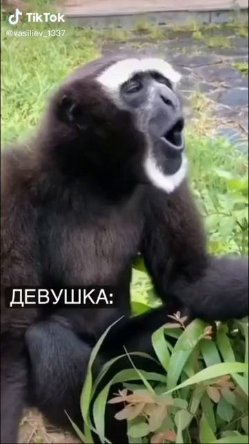 Абизяна смотреть онлайн
