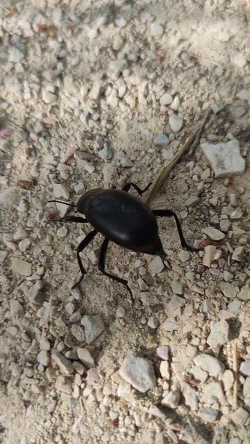 Escarabajo bodeguero. 🪲 Blaps lusitanica. смотреть онлайн