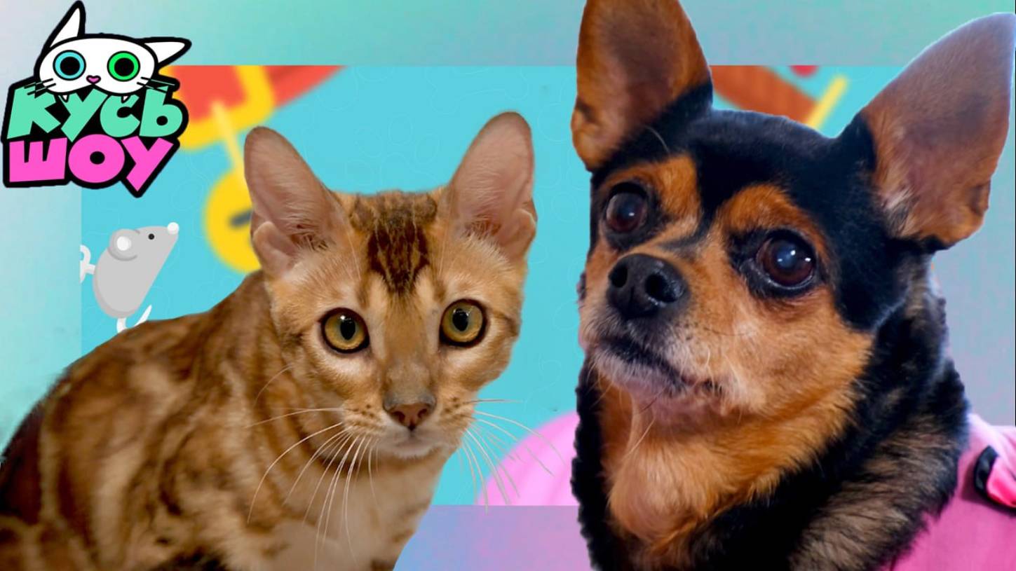 Привидения и ушастый кошмар — Кусь - Шоу — Весёлые приключения питомцев