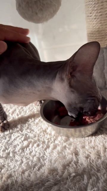 И все-таки пришлось это сделать Кыця очень ждала смотреть онлайн