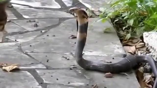 Кот против змеи Кобры смотреть онлайн