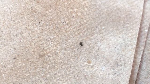 Aphis fabae (January 31, 2022) смотреть онлайн