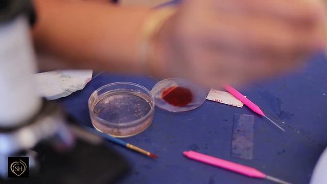 Botany Practical 3 T S OF MONOCOT ROOT смотреть онлайн