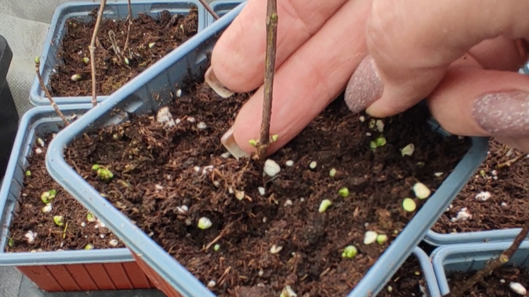 Обзор саженцев гортензий в теплице.