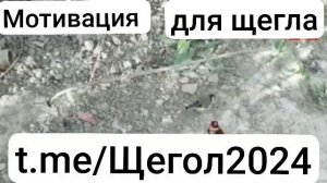 Пит пит барои мотивация черноголовый щегол