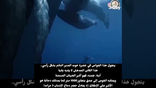هل شاهدتم كيف ينام حوت العنبر смотреть онлайн