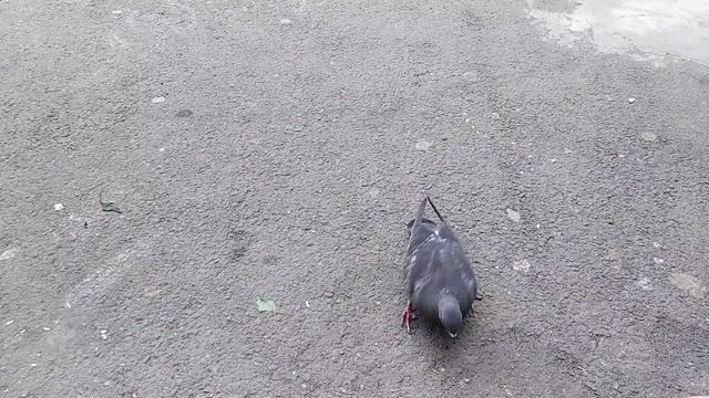 На улице мы встретили трёх голубей. смотреть онлайн