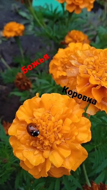 цветы,божья коровка🙂🙂🙂 смотреть онлайн