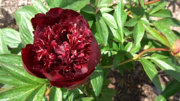 Пион Боб - (Bob) -(Tischler, 1998)