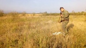HUNTING IN GEORGIA. Охота в Грузии на перепел.ნადირობა მწყერზე საქართველოში (გორში) 2018წ.