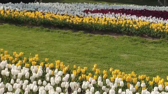 Парк ЭМИРГАН. Фестиваль тюльпанов в Стамбуле. смотреть онлайн