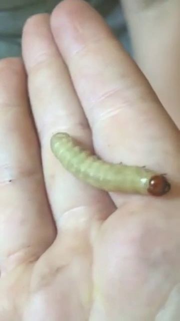 The girls find a caterpillar. смотреть онлайн