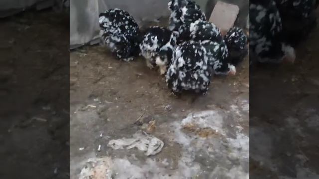 кохинхин мрамор смотреть онлайн