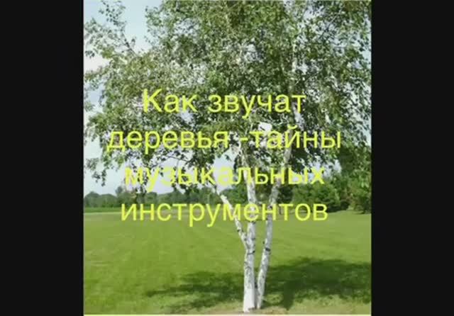 Как звучат деревья - тайны музыкальных инструментов