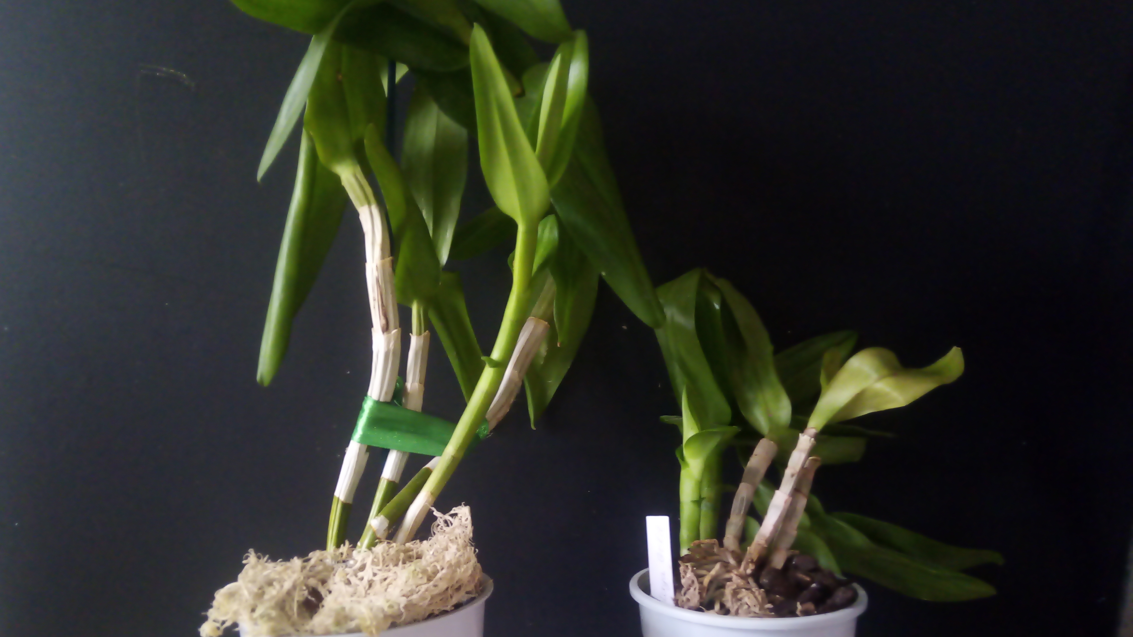 П-3. Ч-1. Распаковка посылки с орхидеями.  Новички полученые 01.04.2025.