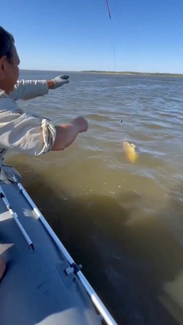 незабываемая рыбалка на сома#fishing #цаган #калмыкия #volga смотреть онлайн