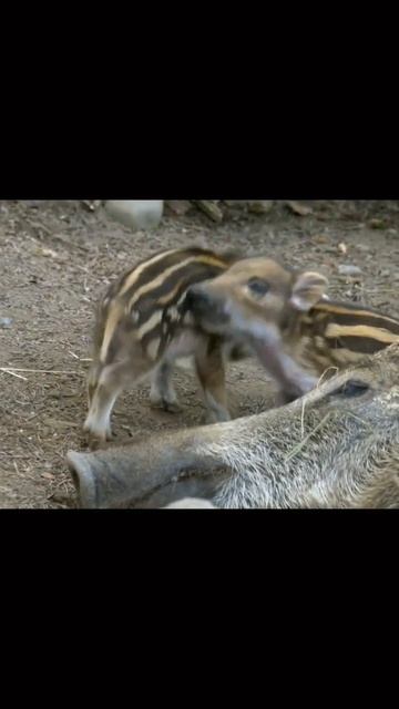 Дикие свиньи #свиньи #свинья #животные #дикиеживотные #поросёнок #поросята смотреть онлайн